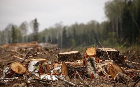 Təbiətə 1 həftədə 129 minlik ziyan vurdular