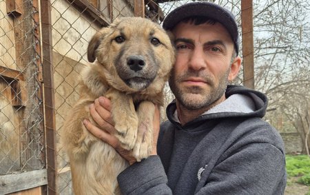 Sığınacaq dağılsa, 400 itin taleyi necə olacaq? - Rəsmi açıqlama